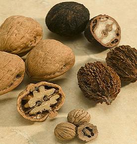 walnut